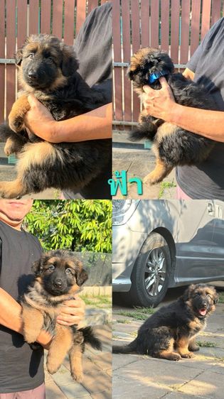 ลูกสุนัขเยอรมัน เชพเพิร์ด(อัลเซเชี่ยน)สายพันธุ์แท้โครงสร้างใหญ่ๆ พ่อแน่นล่ำ แม่สวย จากkankarnclub มีจัดส่งทั่วประเทศ กันย์เจ้าเก่าครับ รูปที่ 5