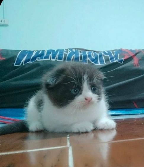 สก็อตติช โฟลด์ (Scottish Fold) scottish fold