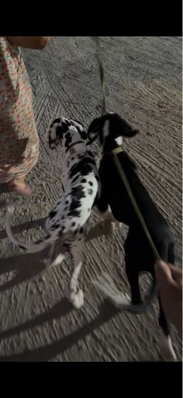 ใหญ่ เกรทเดน (Great Dane) สุนัขเกรทเดทน