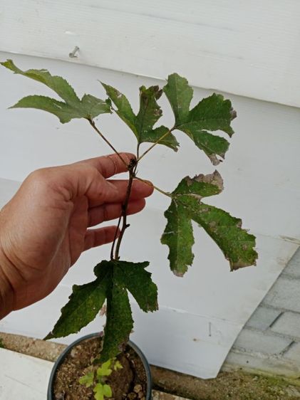 ต้น sweetgum เมเปิ้ลหอม ต้นไม้ใบเปลี่ยนสี รูปที่ 5