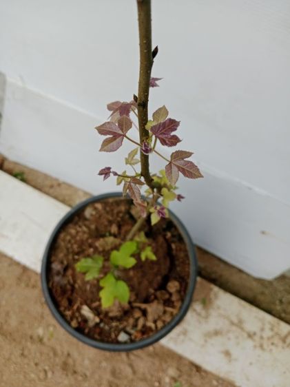 ต้น sweetgum เมเปิ้ลหอม ต้นไม้ใบเปลี่ยนสี รูปที่ 6