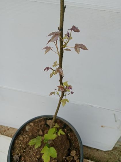 ต้น sweetgum เมเปิ้ลหอม ต้นไม้ใบเปลี่ยนสี รูปที่ 3
