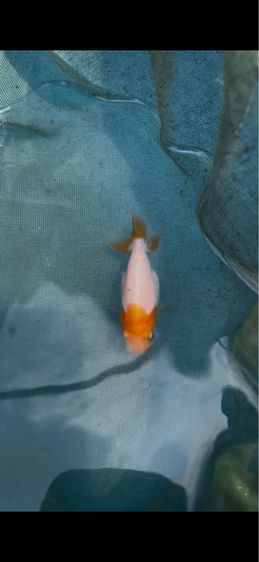 ลูกปลาทอง สิงห์ญี่ปุ่น รูปที่ 2