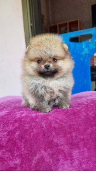 ปอมมมมม รูปที่ 4