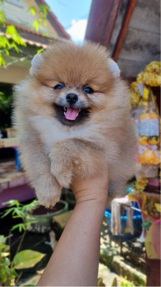 ปอมมมมม รูปที่ 9