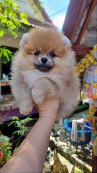 ปอมมมมม รูปที่ 8