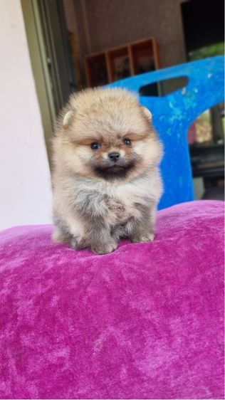 ปอมมมมม รูปที่ 3