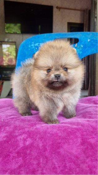 ปอมมมมม รูปที่ 2