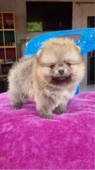 ปอมมมมม