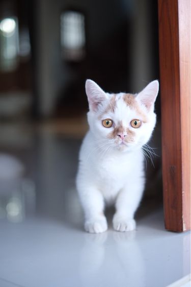 มันช์กิ้น (Munchkin) แมวขาสั้น มันซกิ้น