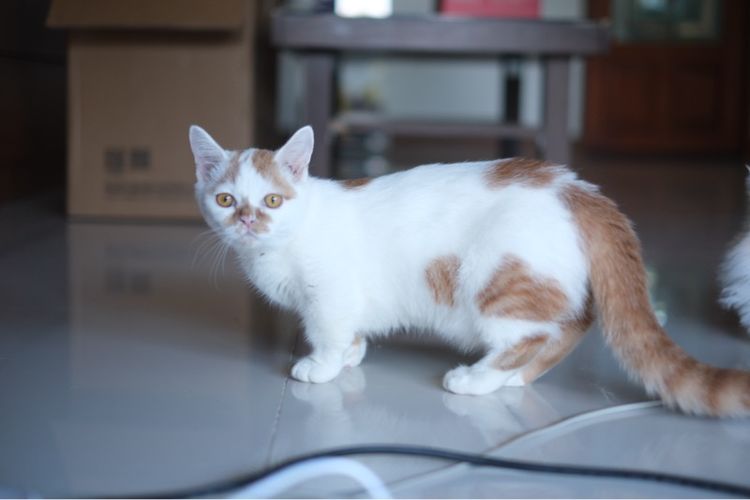 แมวขาสั้น มันซกิ้น รูปที่ 2