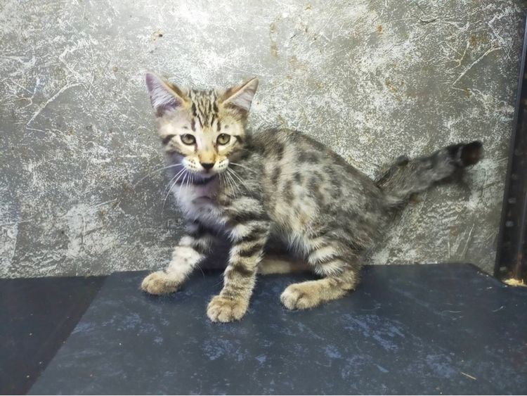 ขายแมวลูกผสมเยงกอกับอเมริกันข๊อตแฮร์ รูปที่ 6