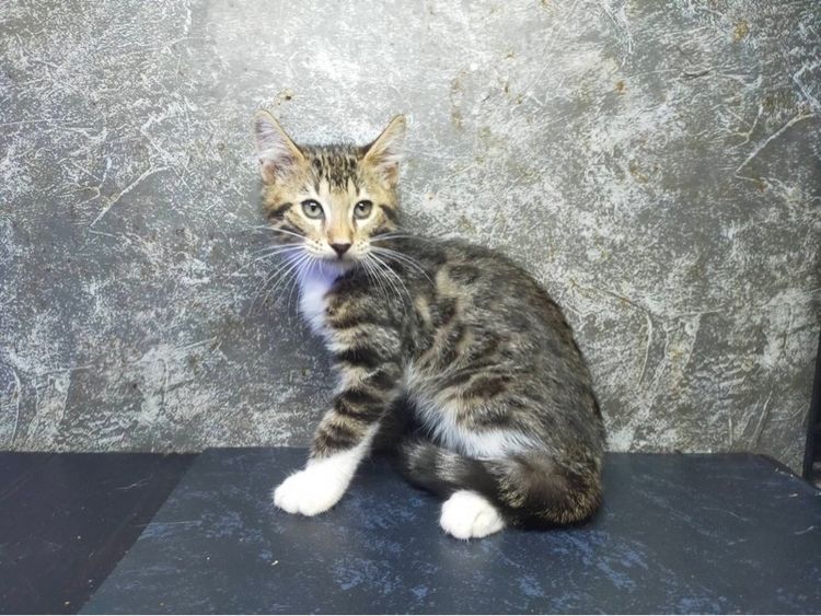 ขายแมวลูกผสมเยงกอกับอเมริกันข๊อตแฮร์ รูปที่ 5