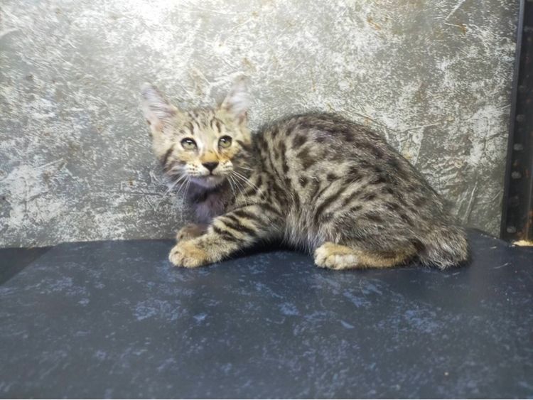 ขายแมวลูกผสมเยงกอกับอเมริกันข๊อตแฮร์