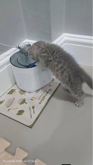 แมวบริติช รูปที่ 5