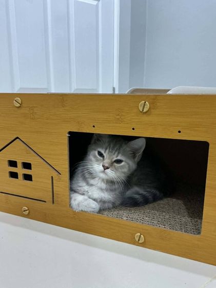 แมวบริติช รูปที่ 6