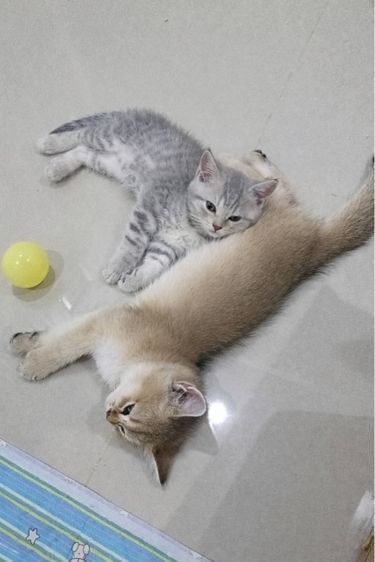 แมวบริติช รูปที่ 2