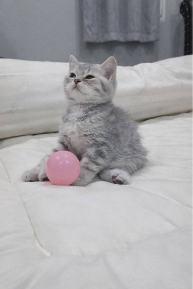 แมวบริติช