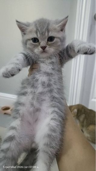แมวบริติช รูปที่ 4