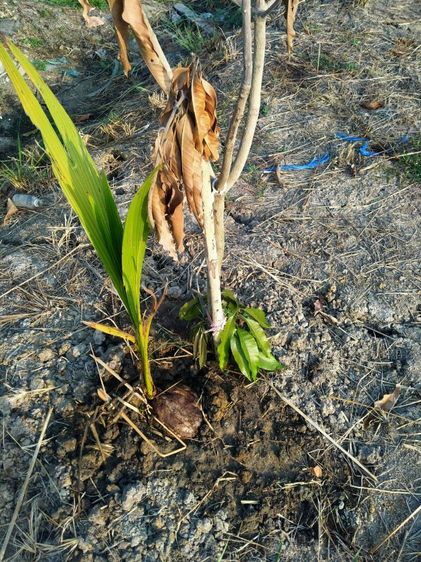 ใช่ ขายที่ดินเปล่าติดถนนมิตรไมตรีหนองจอก รูปที่ 3