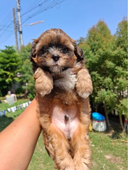 ชิสุพุดเดิ้ล รูปที่ 3