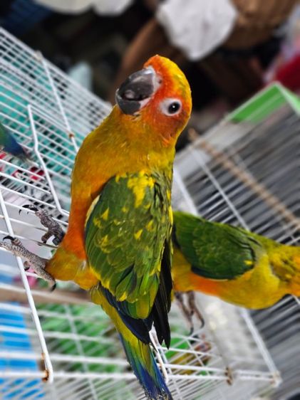 ลูกป้อนซันคอนัวน์ หัดแทะ พร้อมใบตรวจเพศ รูปที่ 2