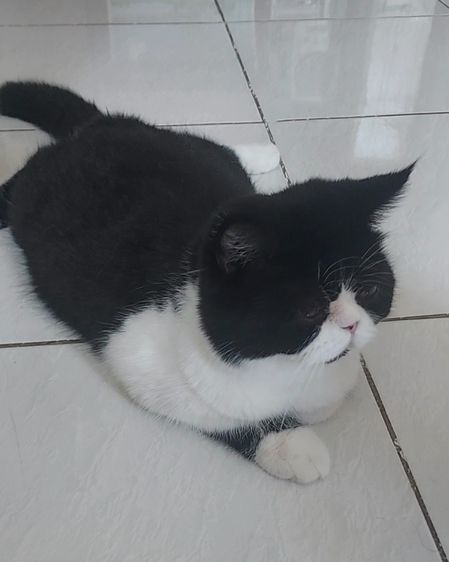 สก็อตติช โฟลด์ (Scottish Fold) หนุ่มหล่อหาบ้าน
