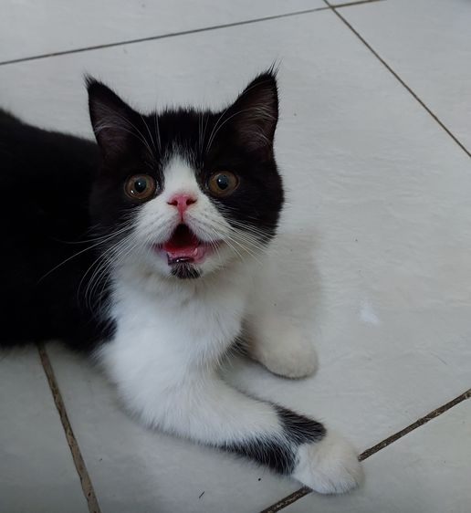 หนุ่มหล่อหาบ้าน รูปที่ 5