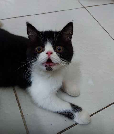 หนุ่มหล่อหาบ้าน รูปที่ 7