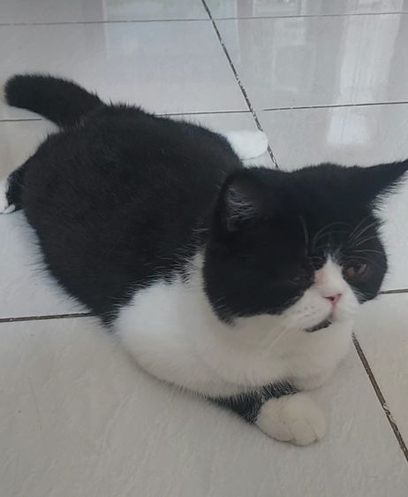 หนุ่มหล่อหาบ้าน รูปที่ 2