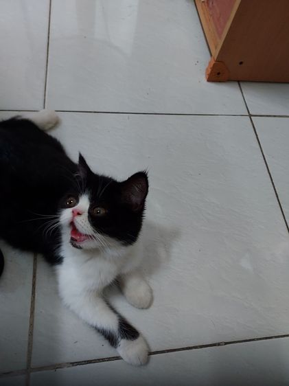 หนุ่มหล่อหาบ้าน รูปที่ 8