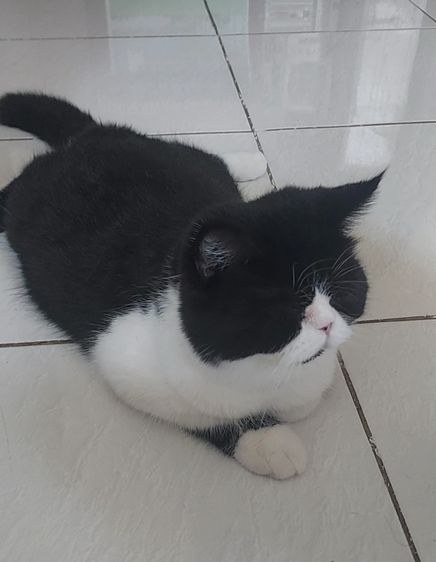 หนุ่มหล่อหาบ้าน รูปที่ 3