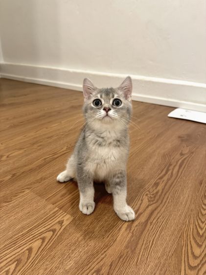 สก็อตติช โฟลด์ (Scottish Fold) สก๊อตติชแท้ ไม่ผสม พร้อมย้าย