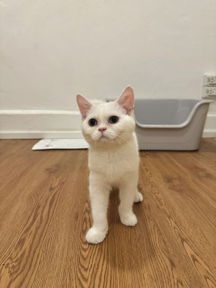 สก๊อตติชแท้ ไม่ผสม พร้อมย้าย รูปที่ 4