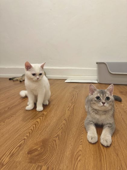 สก๊อตติชแท้ ไม่ผสม พร้อมย้าย รูปที่ 6