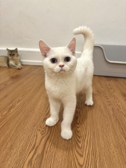 สก๊อตติชแท้ ไม่ผสม พร้อมย้าย รูปที่ 5