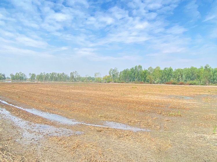 ที่ดินสวนเกษตร มีแบ่งขายหลายแปลง รูปที่ 2