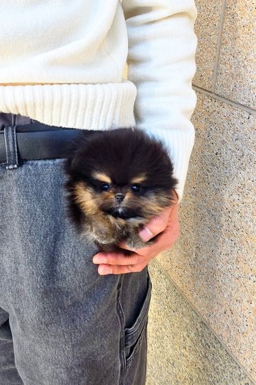 ปอมเมอเรเนียน Black,Tan หน้าหมี ขนาดเล็กมาก เพศผู้ นำเข้าจากเกาหลี