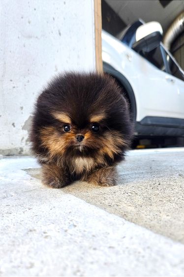 ปอมเมอเรเนียน Black,Tan หน้าหมี ขนาดเล็กมาก เพศผู้ นำเข้าจากเกาหลี รูปที่ 3