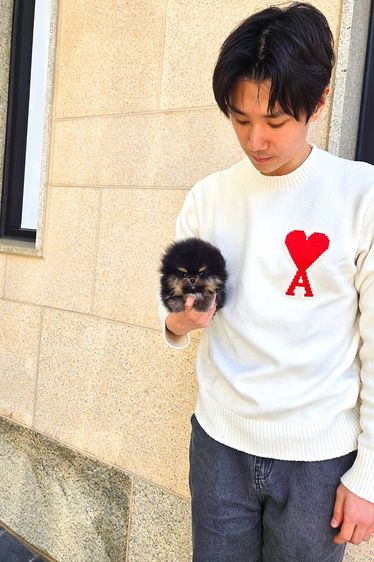 ปอมเมอเรเนียน Black,Tan หน้าหมี ขนาดเล็กมาก เพศผู้ นำเข้าจากเกาหลี รูปที่ 4