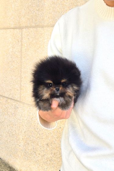 ปอมเมอเรเนียน Black,Tan หน้าหมี ขนาดเล็กมาก เพศผู้ นำเข้าจากเกาหลี รูปที่ 5