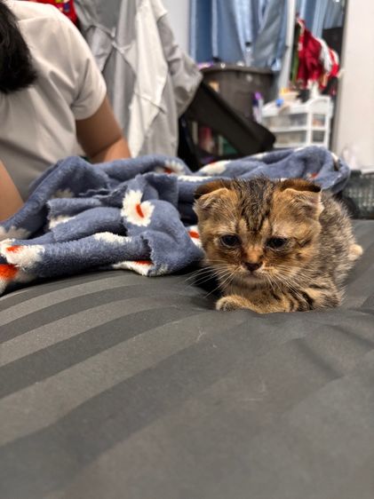 สก็อตติช โฟลด์ (Scottish Fold) สก็อตติชโฟม