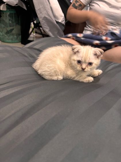 สก็อตติชโฟม รูปที่ 4