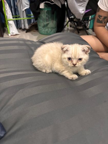 สก็อตติชโฟม รูปที่ 3