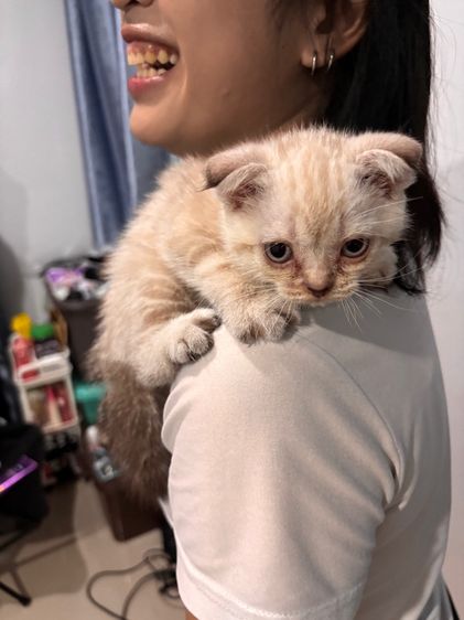 สก็อตติชโฟม รูปที่ 7