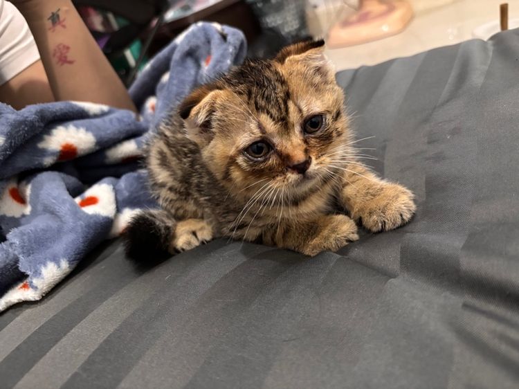 สก็อตติชโฟม รูปที่ 6