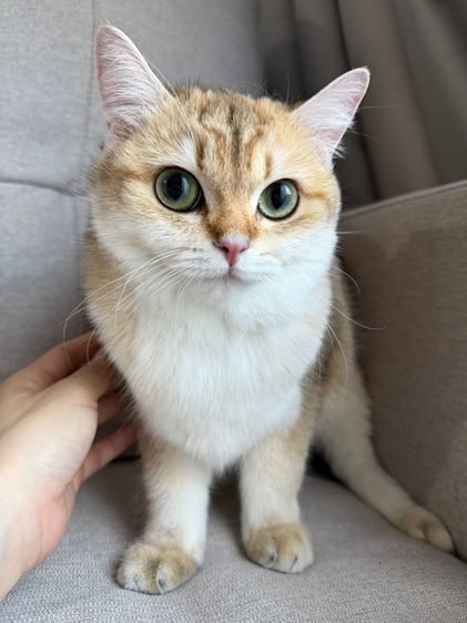 แมวบริติช รูปที่ 6