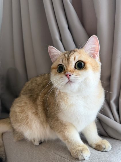 บริติช ชอร์ตแฮร์ (British Shorthair) แมวบริติช