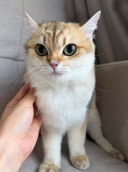 แมวบริติช รูปที่ 7