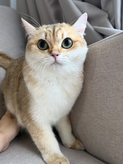 แมวบริติช รูปที่ 2